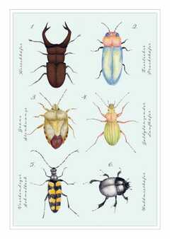 Postkarte - natur-verliebt "Käfer"