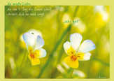 Postkarte "die große Liebe, die am 1. Tag die Sonne schuf..." - 5 Stück