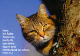 Postkarten Katze am Baum, 6 Stück