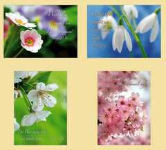 Postkartenserie Frühlingsblumen, 12 Stück