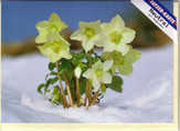 Faltkarten Blumen im Schnee, 5 Stück